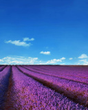 Das Lavender Fields Location Wallpaper 128x160
