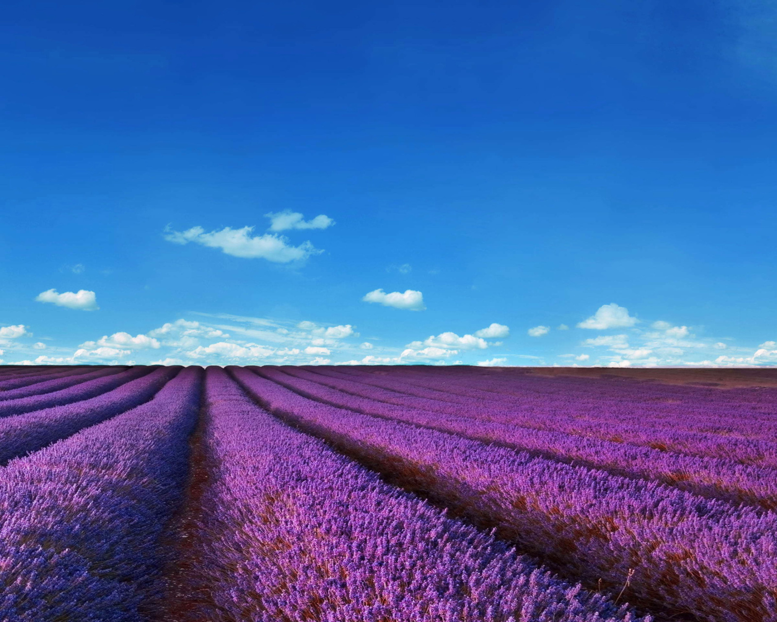 Обои Lavender Fields Location 1600x1280