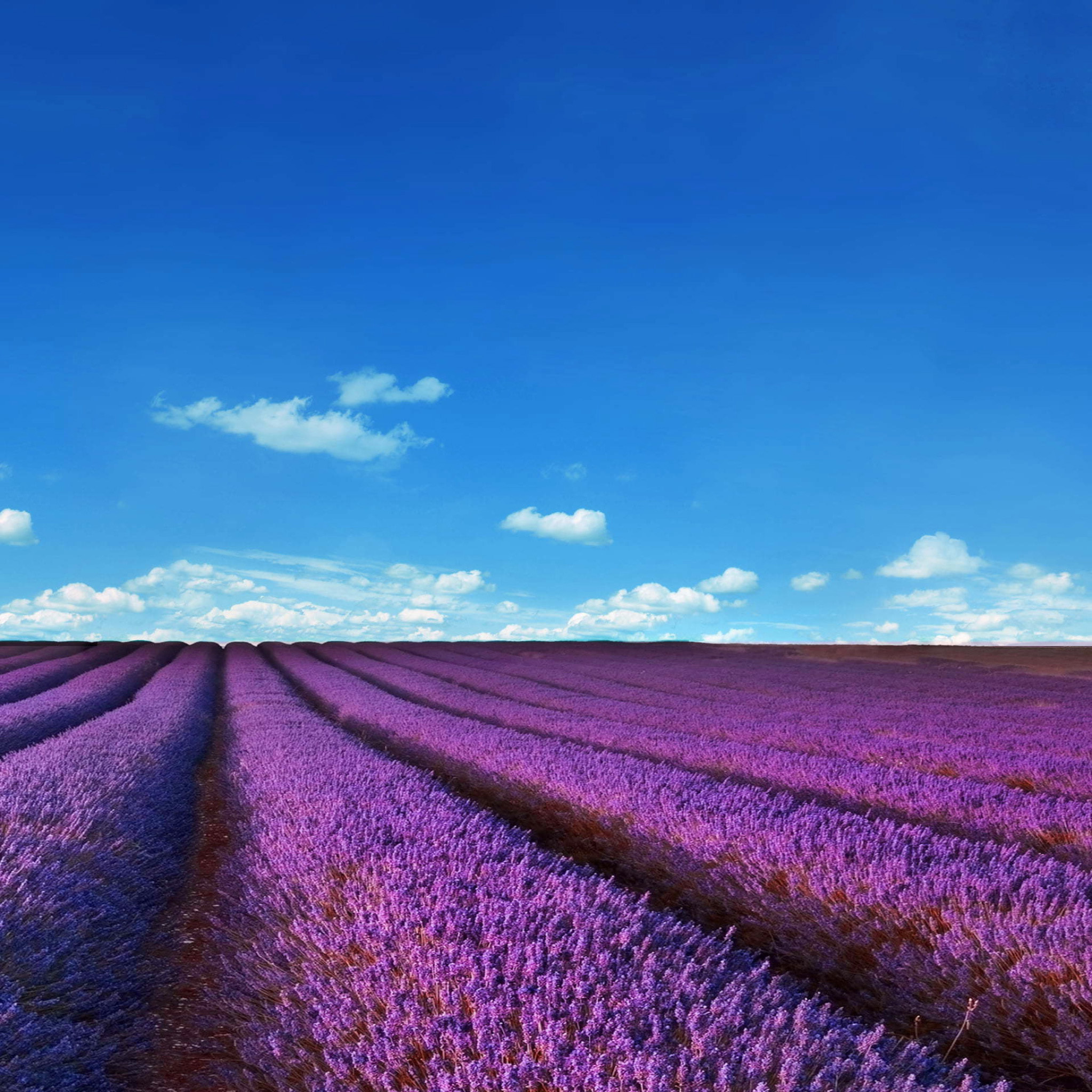 Das Lavender Fields Location Wallpaper 2048x2048