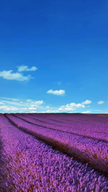 Das Lavender Fields Location Wallpaper 360x640