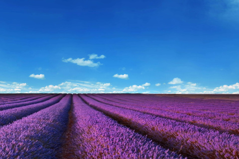 Обои Lavender Fields Location 480x320