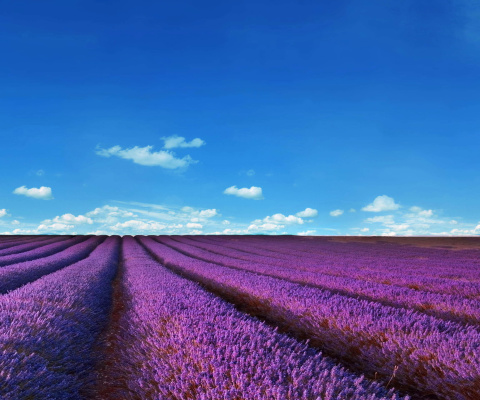 Das Lavender Fields Location Wallpaper 480x400