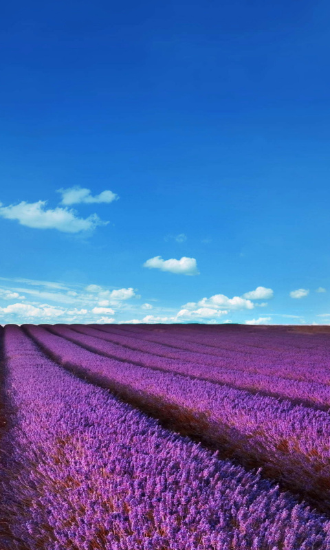 Das Lavender Fields Location Wallpaper 480x800