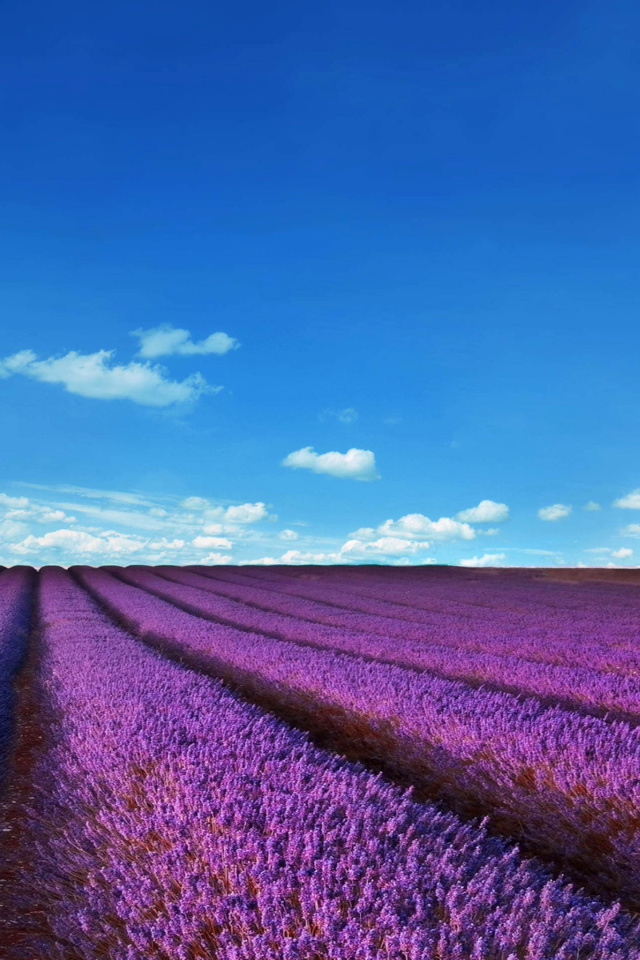 Das Lavender Fields Location Wallpaper 640x960