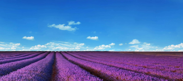 Lavender Fields Location wallpaper 720x320