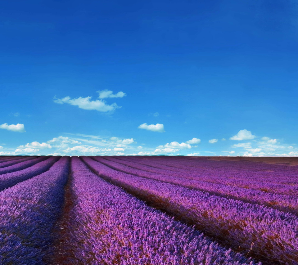 Das Lavender Fields Location Wallpaper 960x854