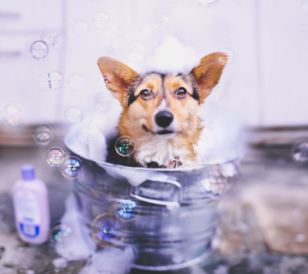 Das Dog And Bubbles Wallpaper 1080x960