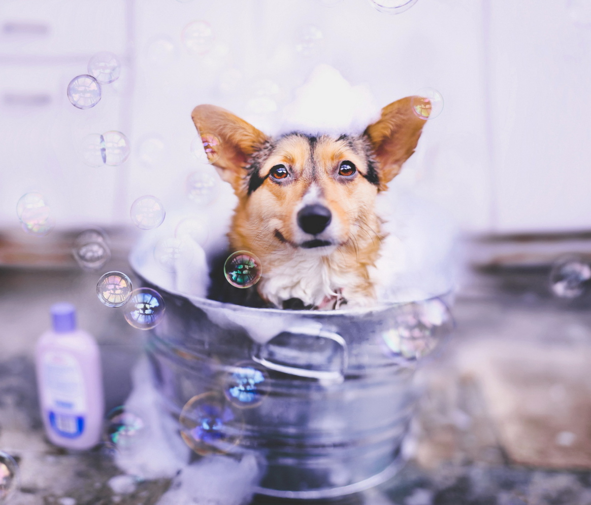 Dog And Bubbles wallpaper 1200x1024