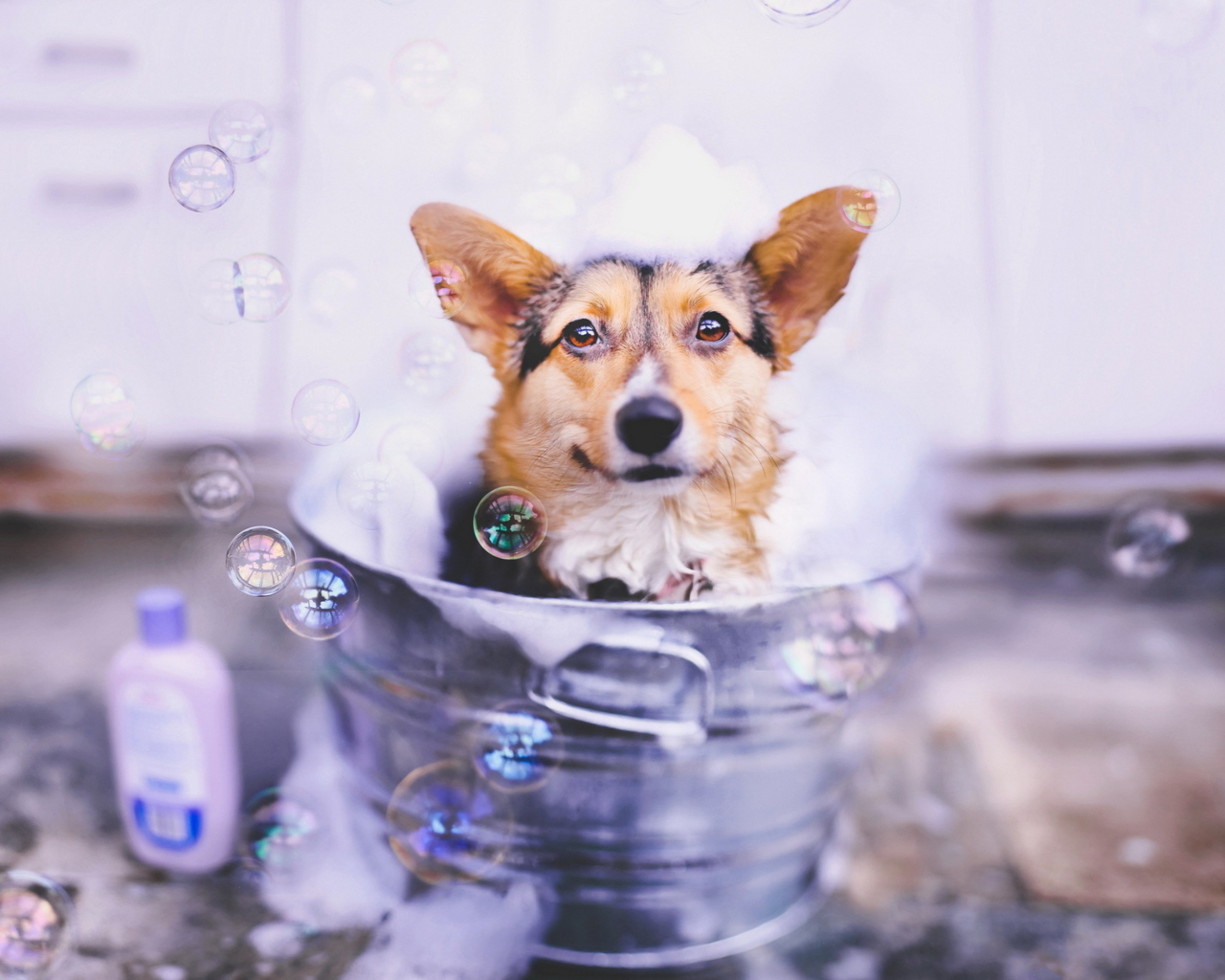 Dog And Bubbles wallpaper 1280x1024