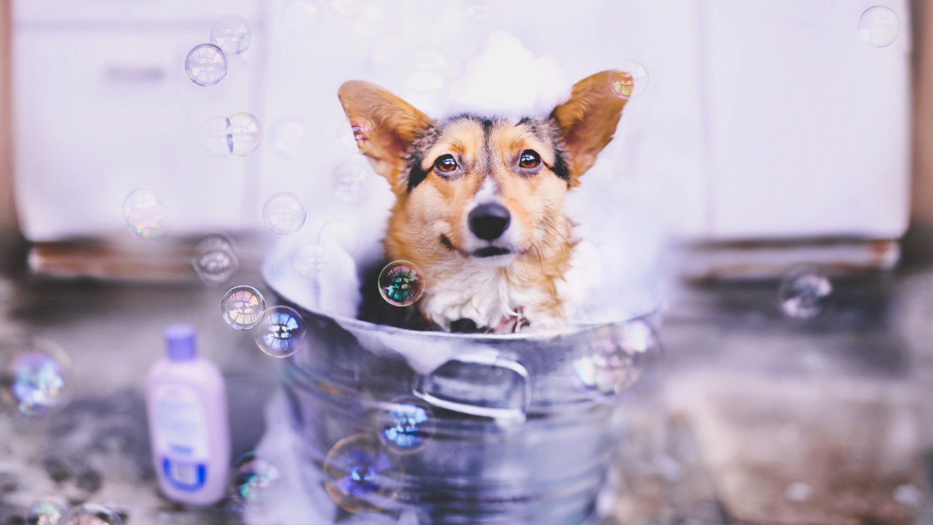 Dog And Bubbles wallpaper 1920x1080