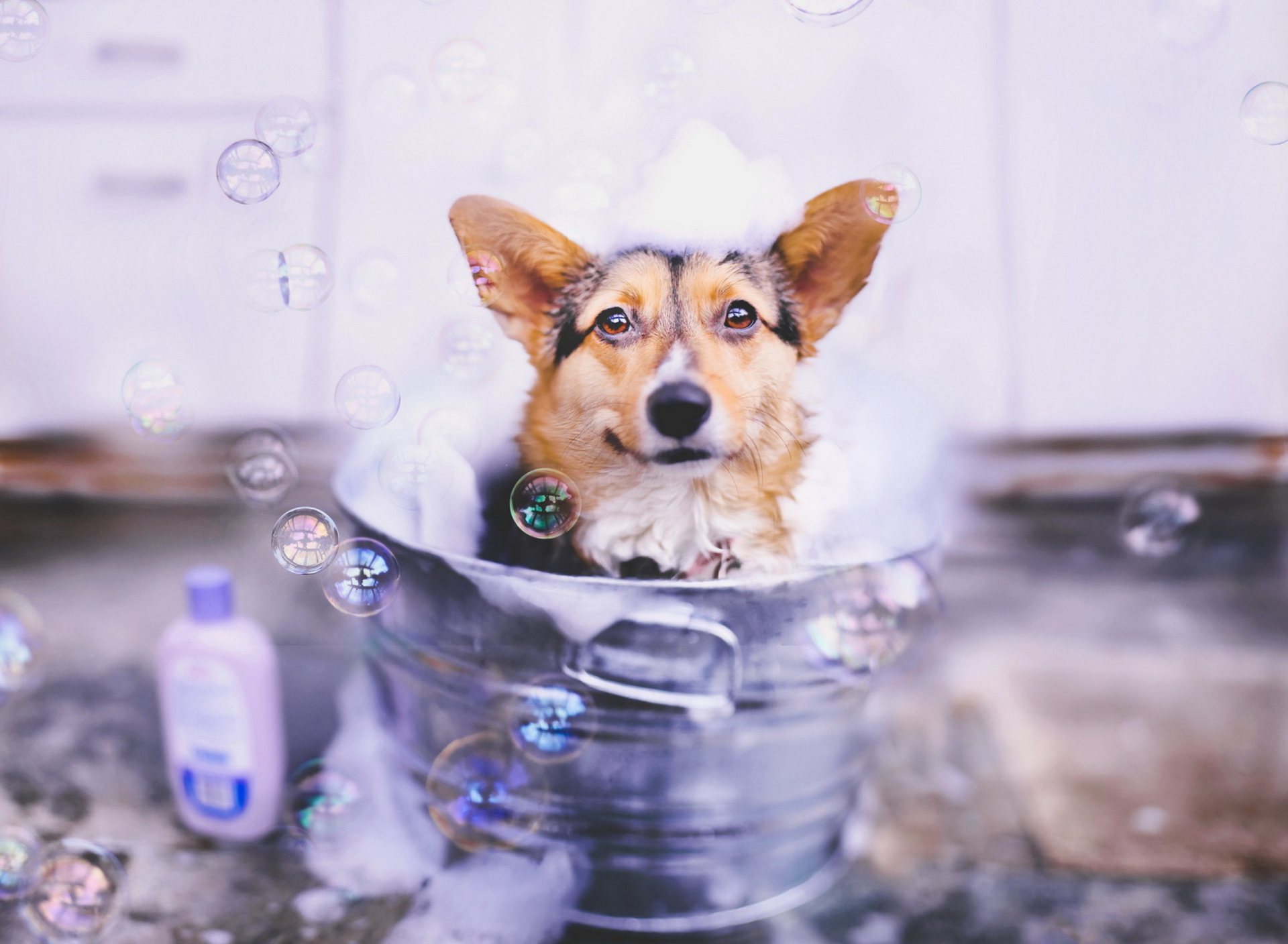 Dog And Bubbles wallpaper 1920x1408