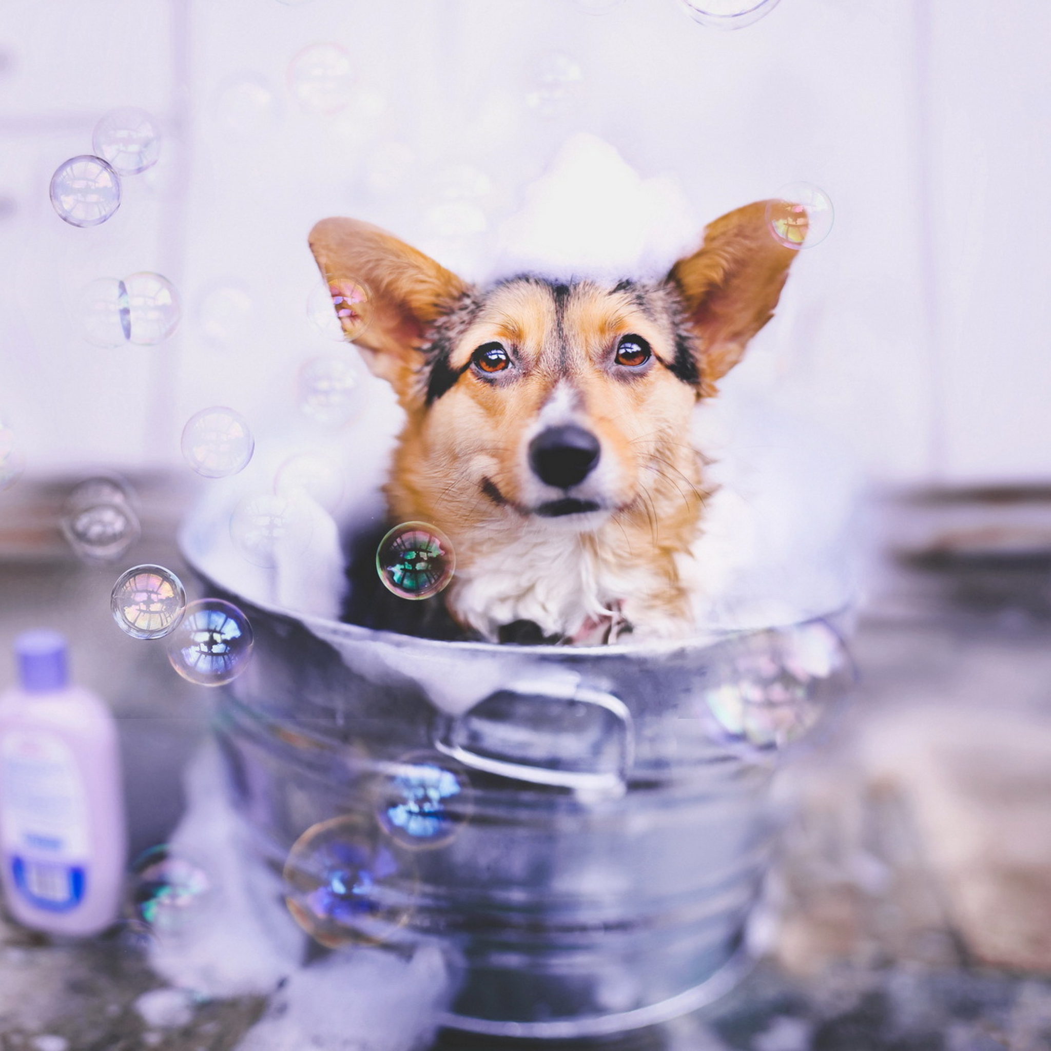 Dog And Bubbles wallpaper 2048x2048