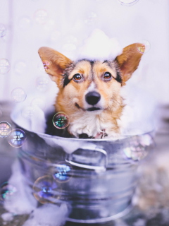 Dog And Bubbles wallpaper 240x320