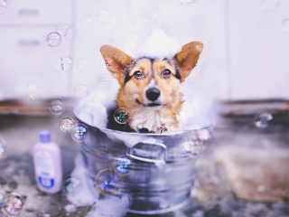 Dog And Bubbles wallpaper 320x240
