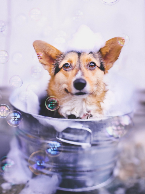 Dog And Bubbles wallpaper 480x640