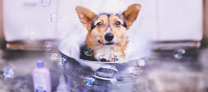 Das Dog And Bubbles Wallpaper 720x320