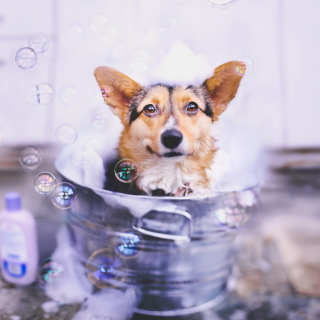 Dog And Bubbles Wallpaper for 128x128