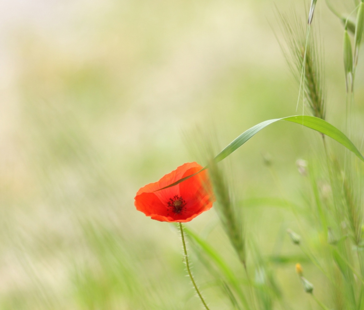 Das One Red Poppy Wallpaper 1200x1024