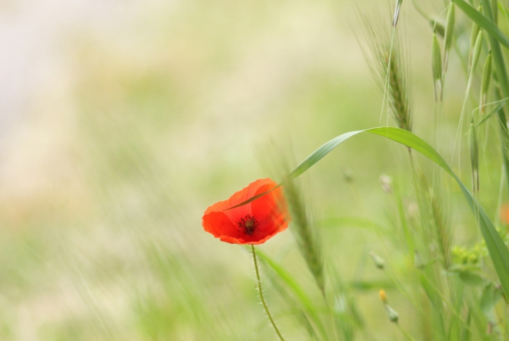 One Red Poppy wallpaper