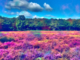 Fondo de pantalla Field Of Color 320x240