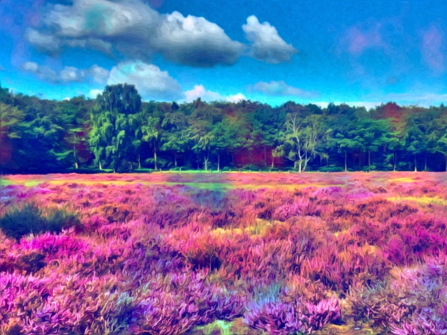 Field Of Color wallpaper 640x480