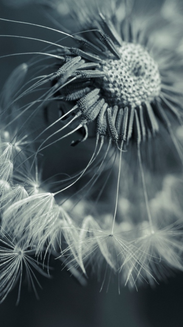 Sfondi Dandelion 360x640