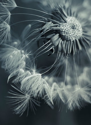 Dandelion - Fondos de pantalla gratis para 320x480