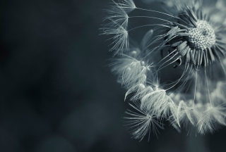 Dandelion Background for Android, iPhone and iPad