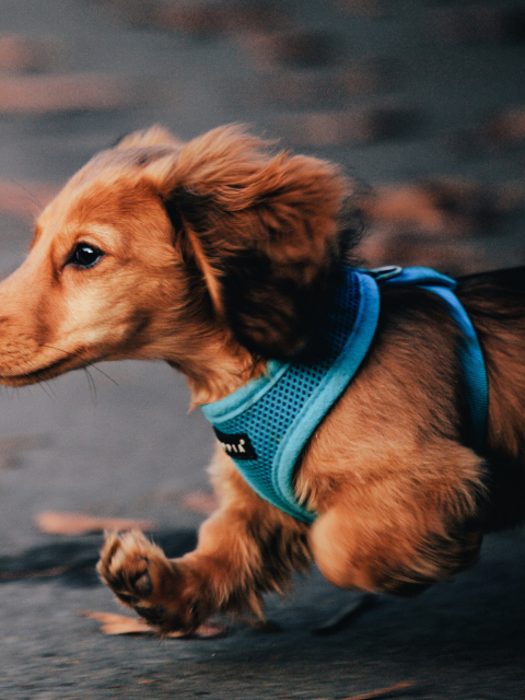 Dog Running Fast screenshot #1 480x640