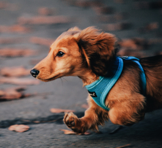 Dog Running Fast sfondi gratuiti per Nokia 6230i