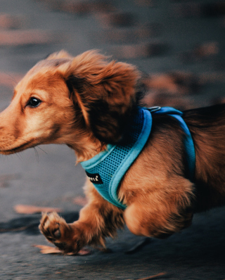 Dog Running Fast Background for 176x220