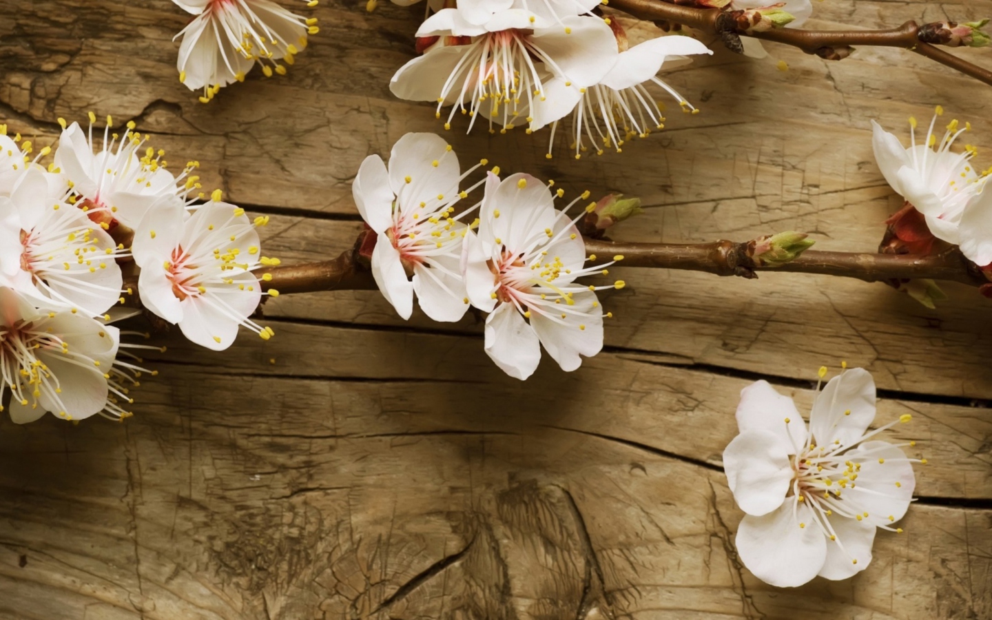 Cherry Flowers wallpaper 1440x900