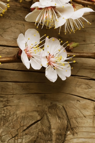 Cherry Flowers wallpaper 320x480