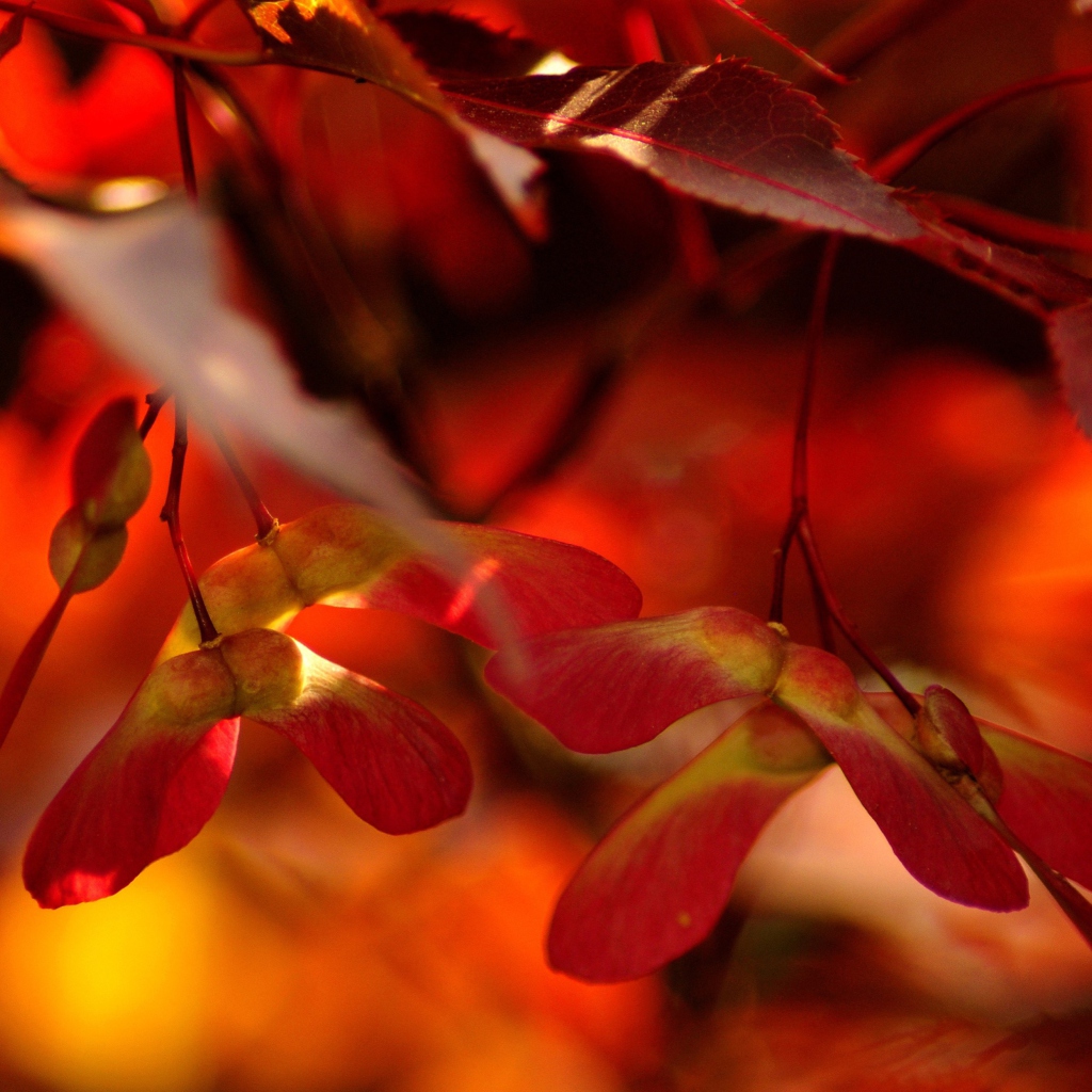 Red Autumn Leaves wallpaper 1024x1024
