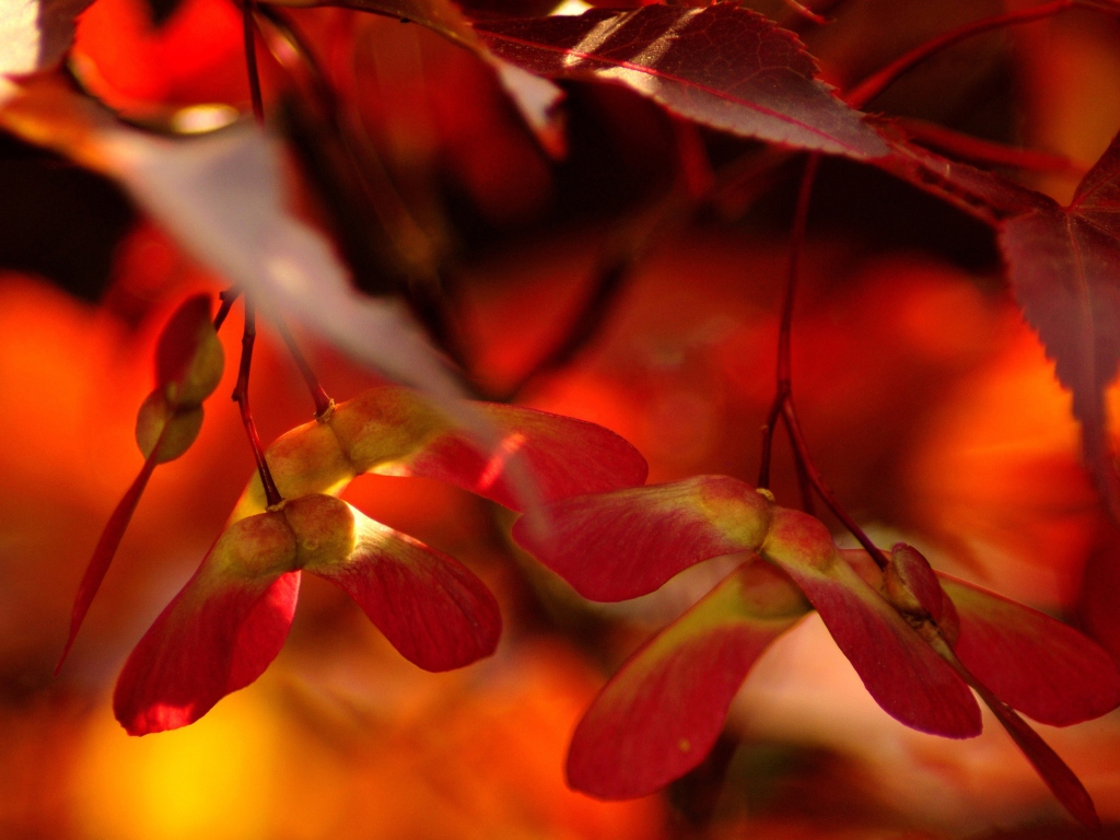 Das Red Autumn Leaves Wallpaper 1024x768