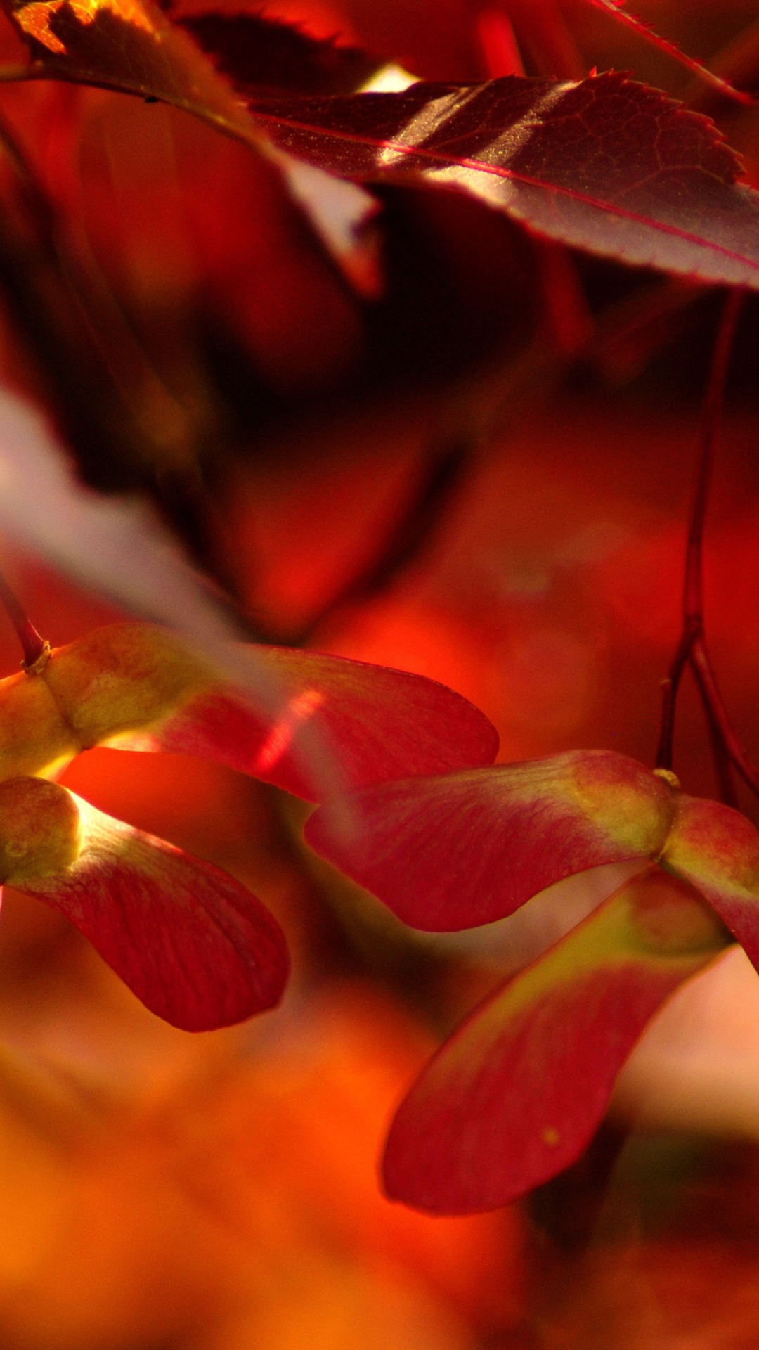 Das Red Autumn Leaves Wallpaper 1080x1920