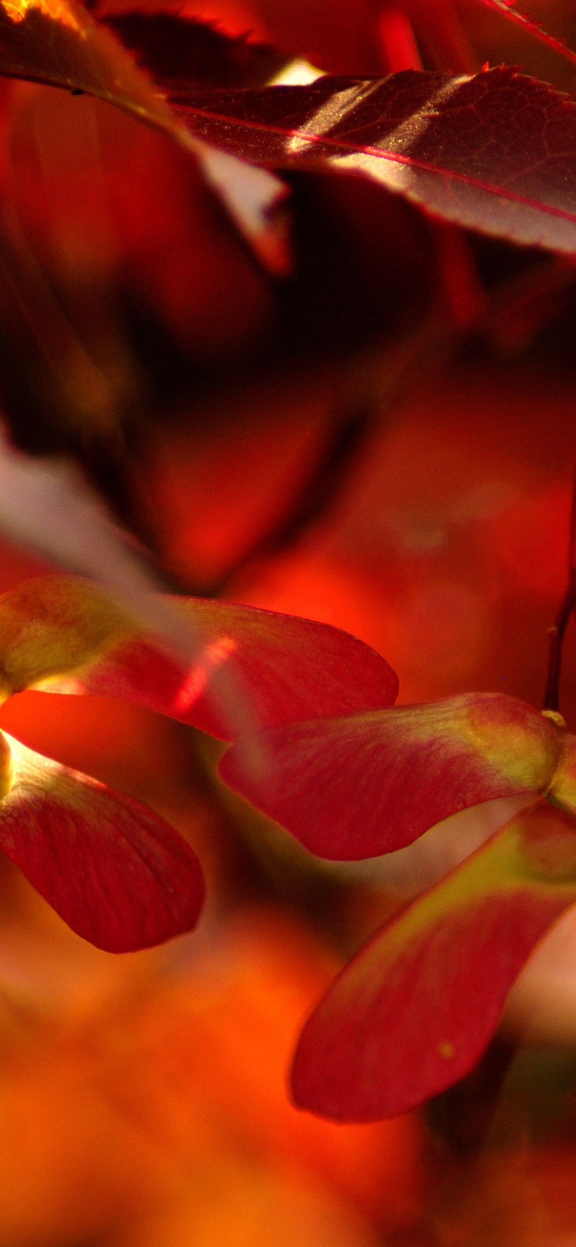 Red Autumn Leaves screenshot #1 1170x2532