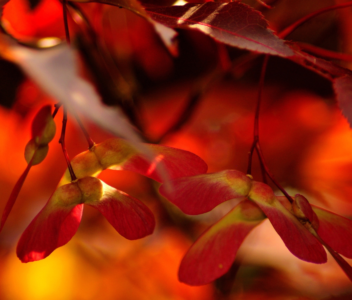 Das Red Autumn Leaves Wallpaper 1200x1024