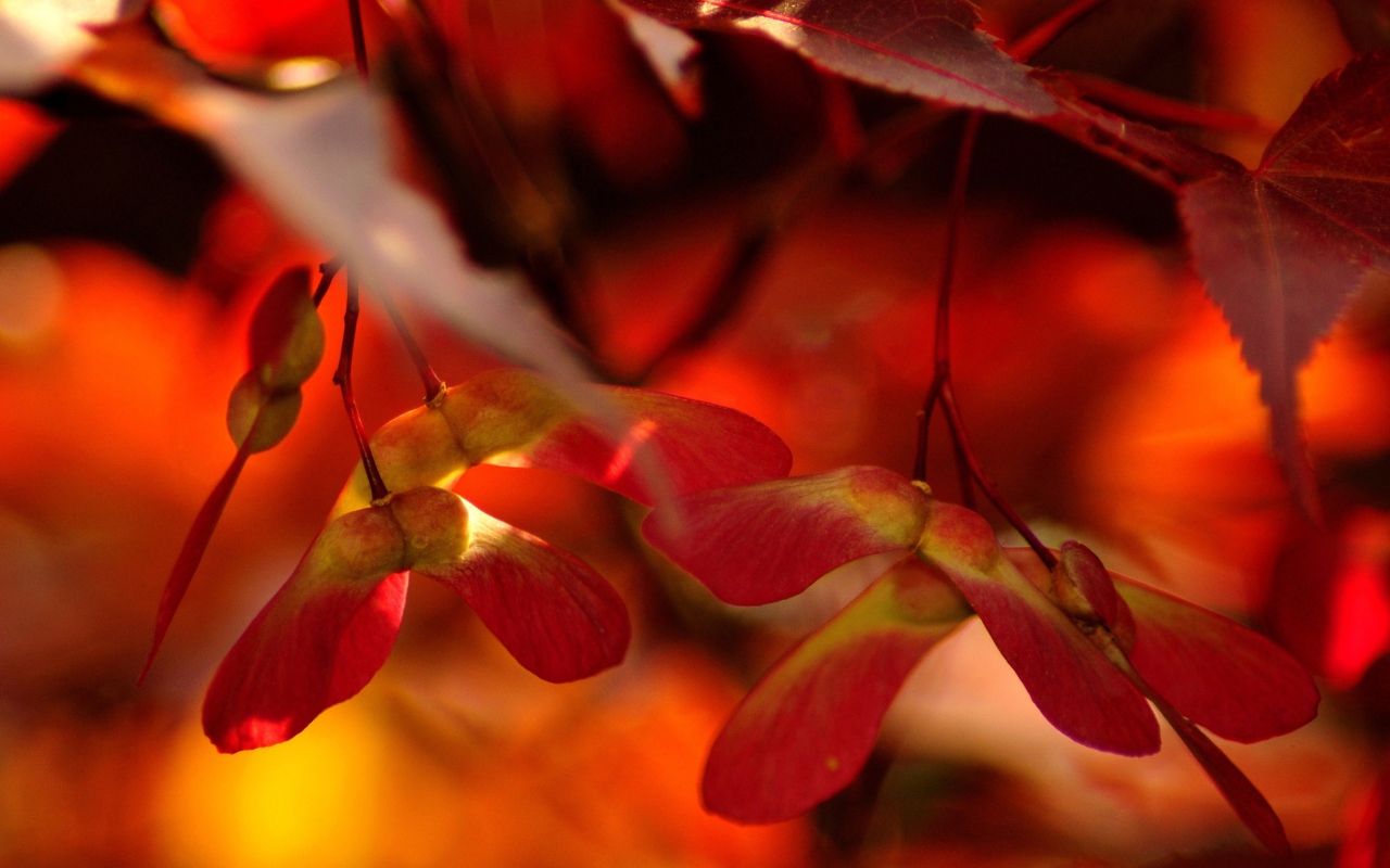 Das Red Autumn Leaves Wallpaper 1280x800