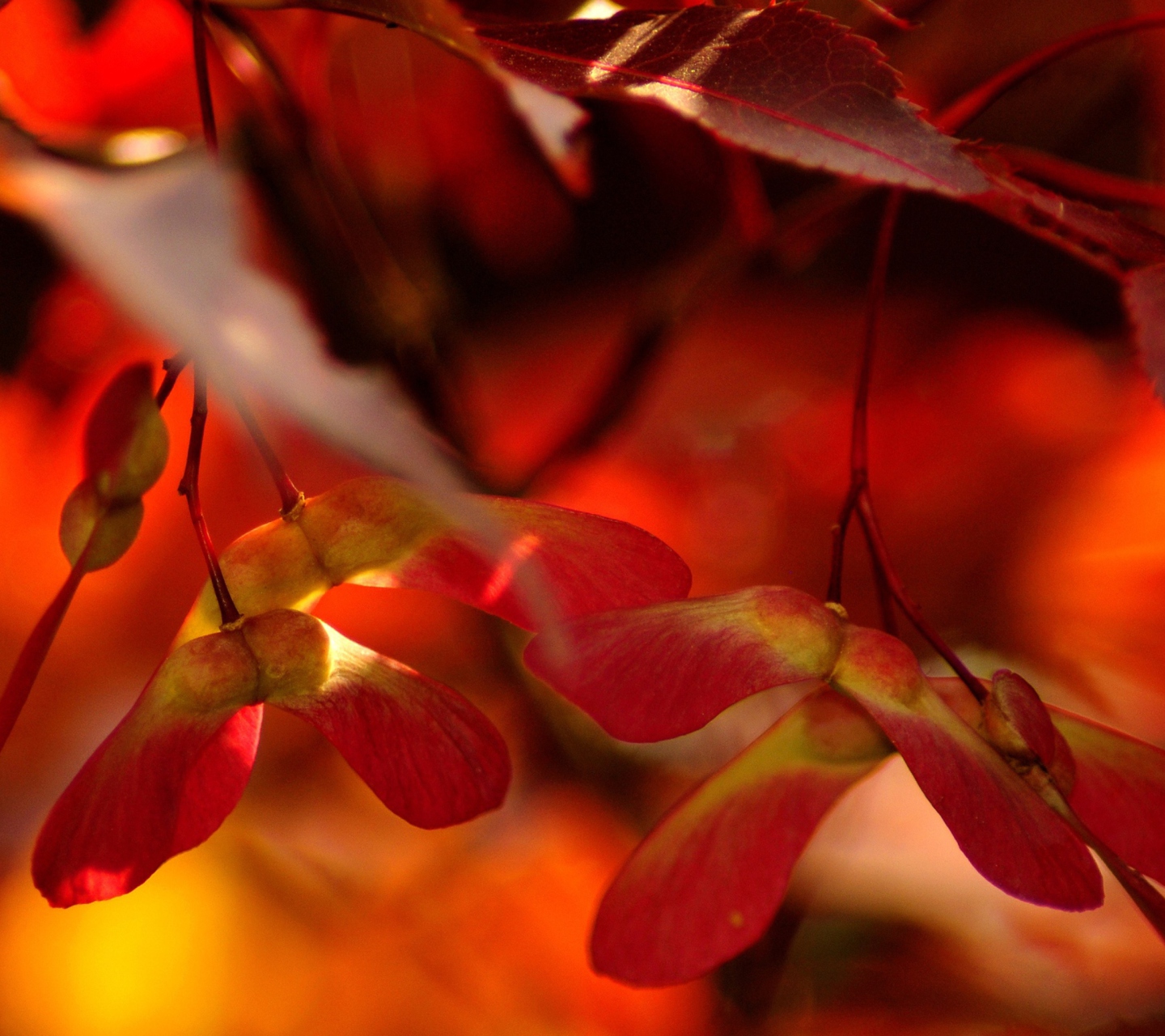 Das Red Autumn Leaves Wallpaper 1440x1280