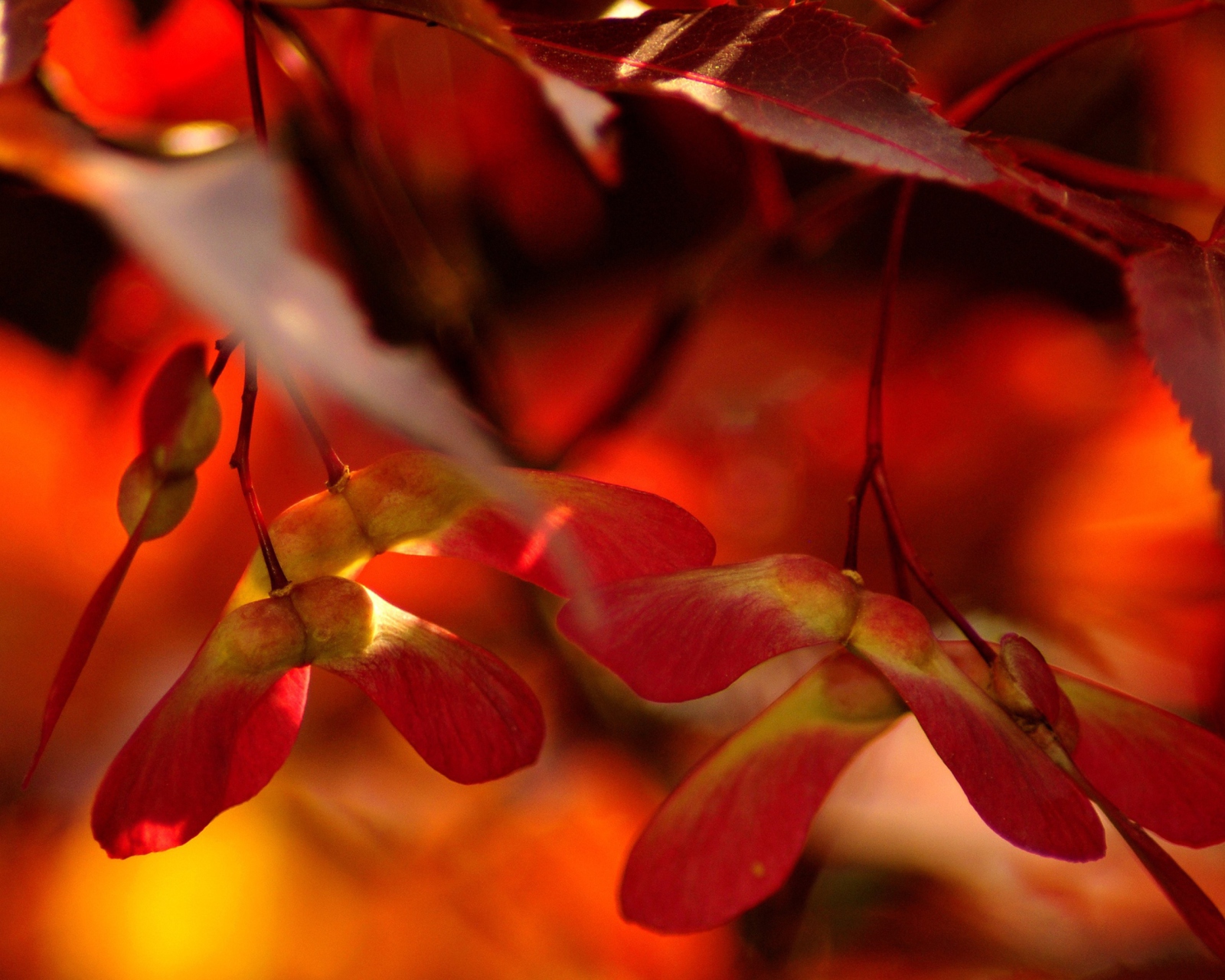 Das Red Autumn Leaves Wallpaper 1600x1280