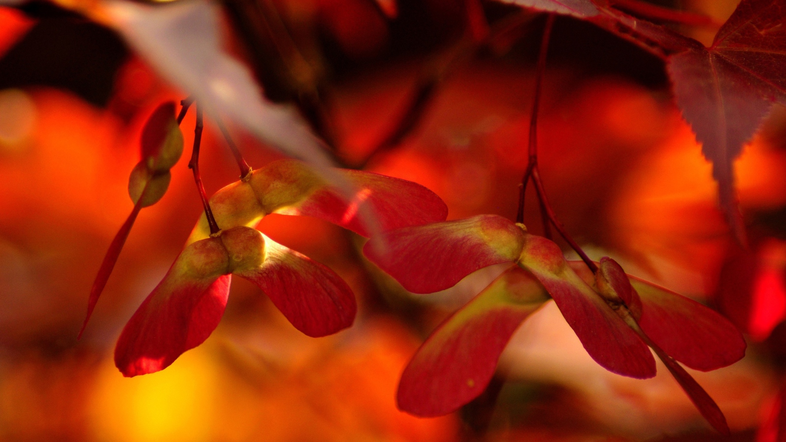 Red Autumn Leaves wallpaper 1600x900