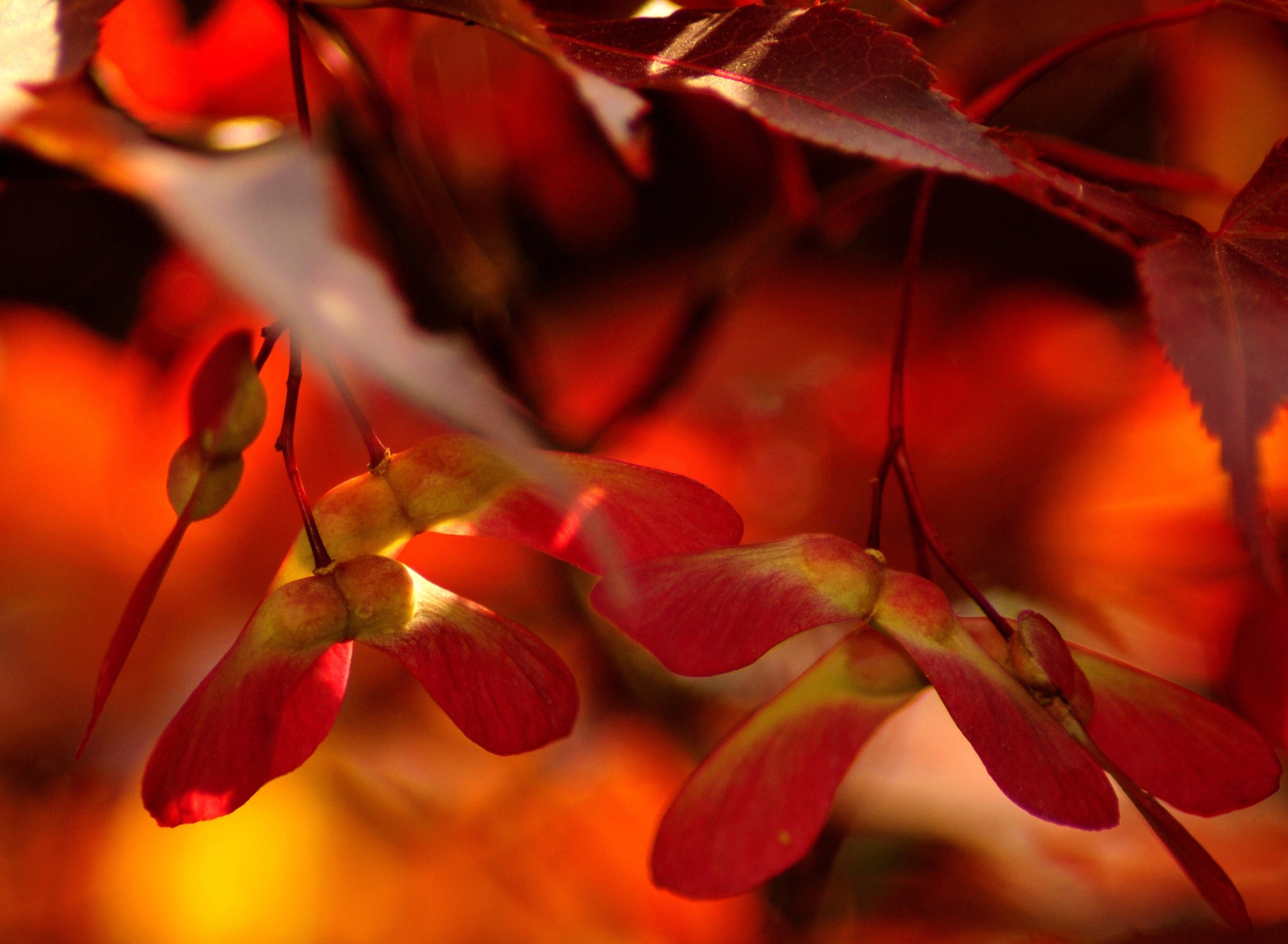 Обои Red Autumn Leaves 1920x1408