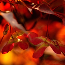 Sfondi Red Autumn Leaves 208x208