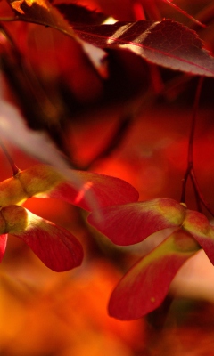 Fondo de pantalla Red Autumn Leaves 240x400