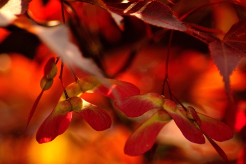 Fondo de pantalla Red Autumn Leaves 480x320