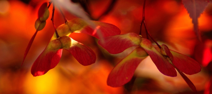 Sfondi Red Autumn Leaves 720x320