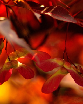 Kostenloses Red Autumn Leaves Wallpaper für Nokia 1680 classic