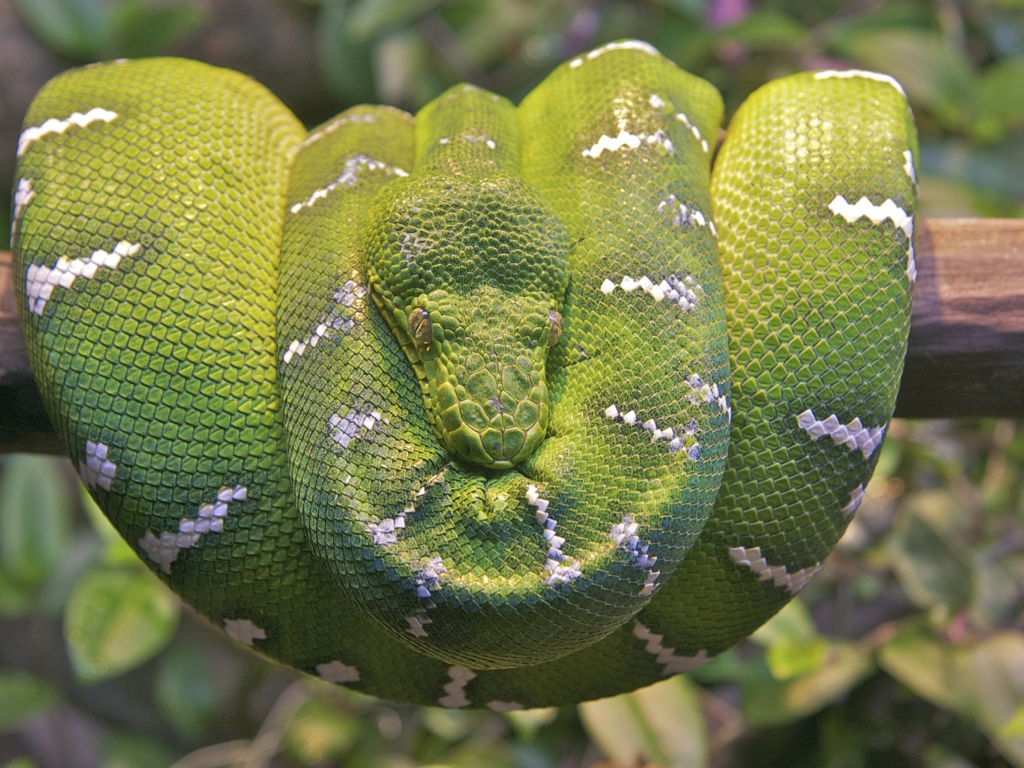 Das Emerald Green Tree Snake Wallpaper 1024x768