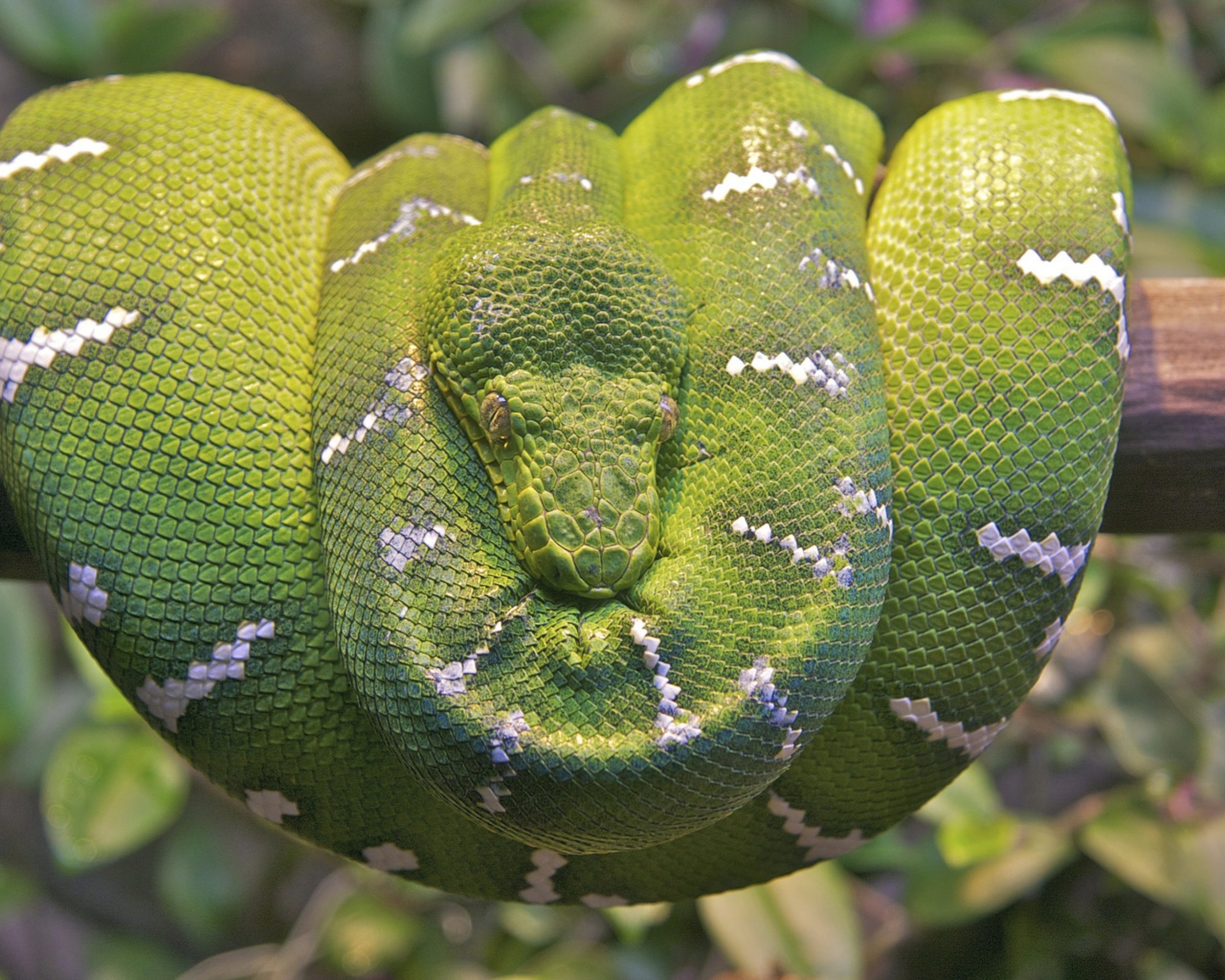 Emerald Green Tree Snake wallpaper 1280x1024